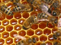 Как отличить натуральный мед от подделки