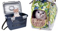 Какой должна быть сумка переноска для кошек? 