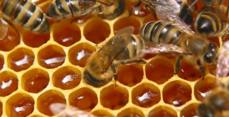 Как отличить натуральный мед от подделки