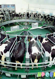 Как выбрать доильный аппарат?