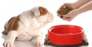 Как правильно давать корм животному?