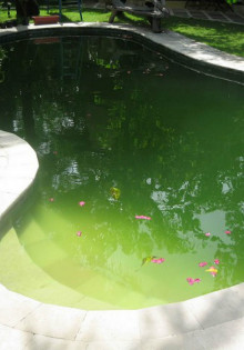 Цветет пруд. Причины. Как избавиться? И что делать, чтобы это предотвратить?